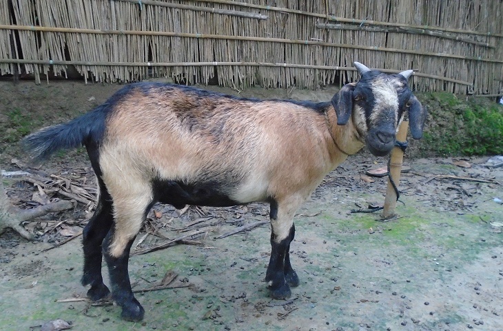 একটি বাড়ী একটি খামারী লতিফুন প্রধানমন্ত্রীকে উপহার দিতে চান