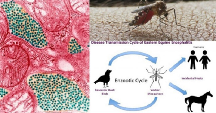 ইকুইন আসছে ডেঙ্গুর পরে সতর্ক থাকার নির্দেশ