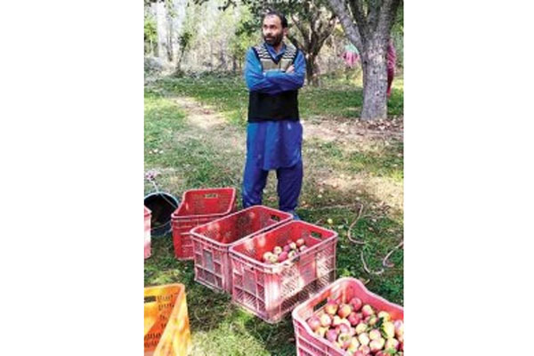 কাশ্মিরের বাগানেই পচনে আপেল বিশাল ক্ষতির আশংকায় অর্থনৈতিক অবস্থা