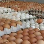 আবারো ডিমের দাম নির্ধারন করলো অন্তবর্তীকালিন সরকার